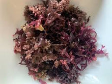 Load image into Gallery viewer, Organic Seamoss